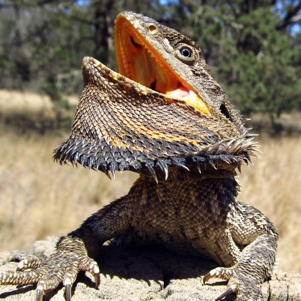 beardeddragon.jpg